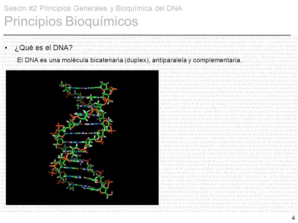 Sesión #2 Principios Generales y Bioquímica del DNA Principios Bioquímicos