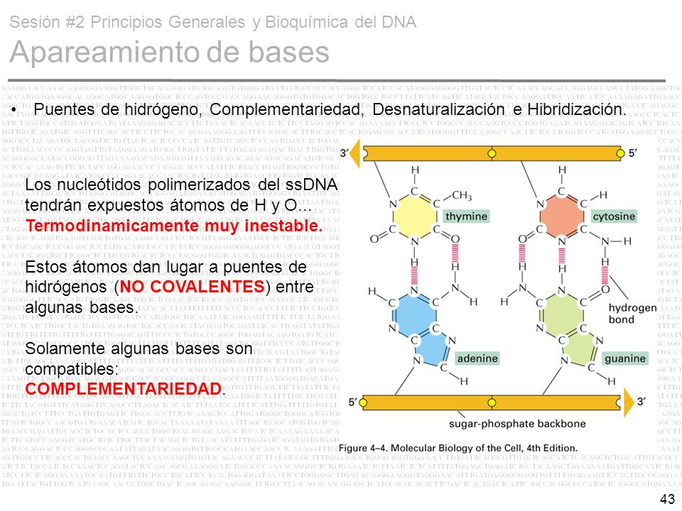 Sesión #2 Principios Generales y Bioquímica del DNA Apareamiento de bases