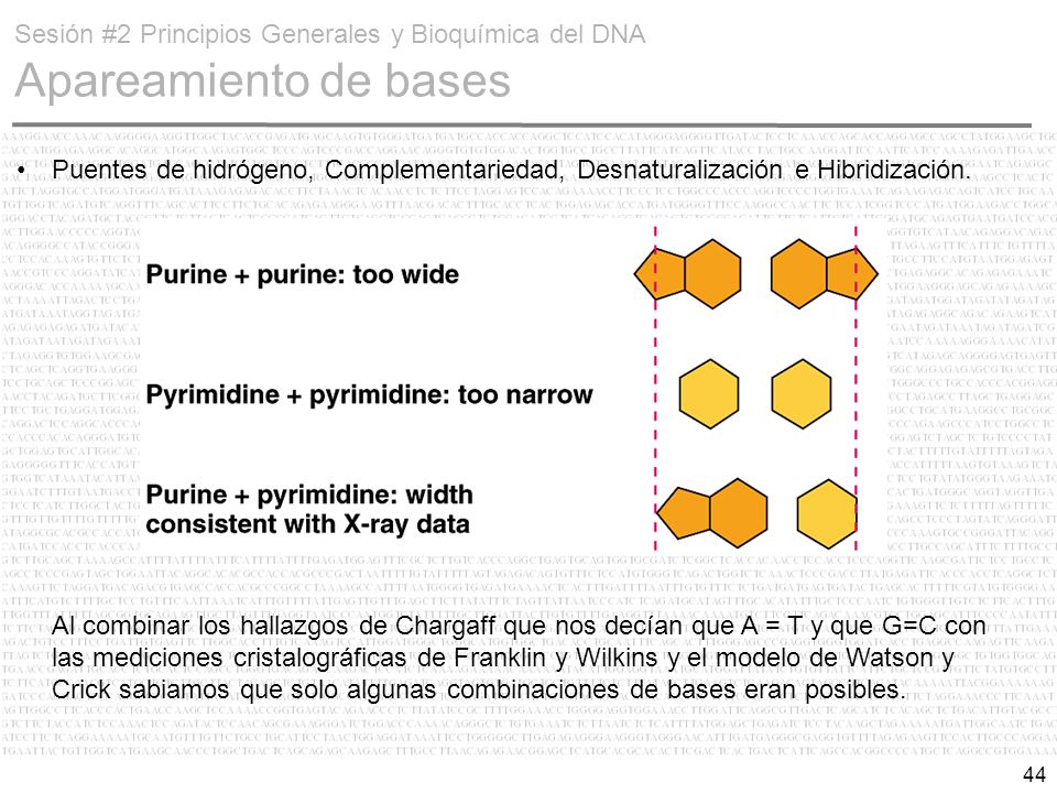 Sesión #2 Principios Generales y Bioquímica del DNA Apareamiento de bases