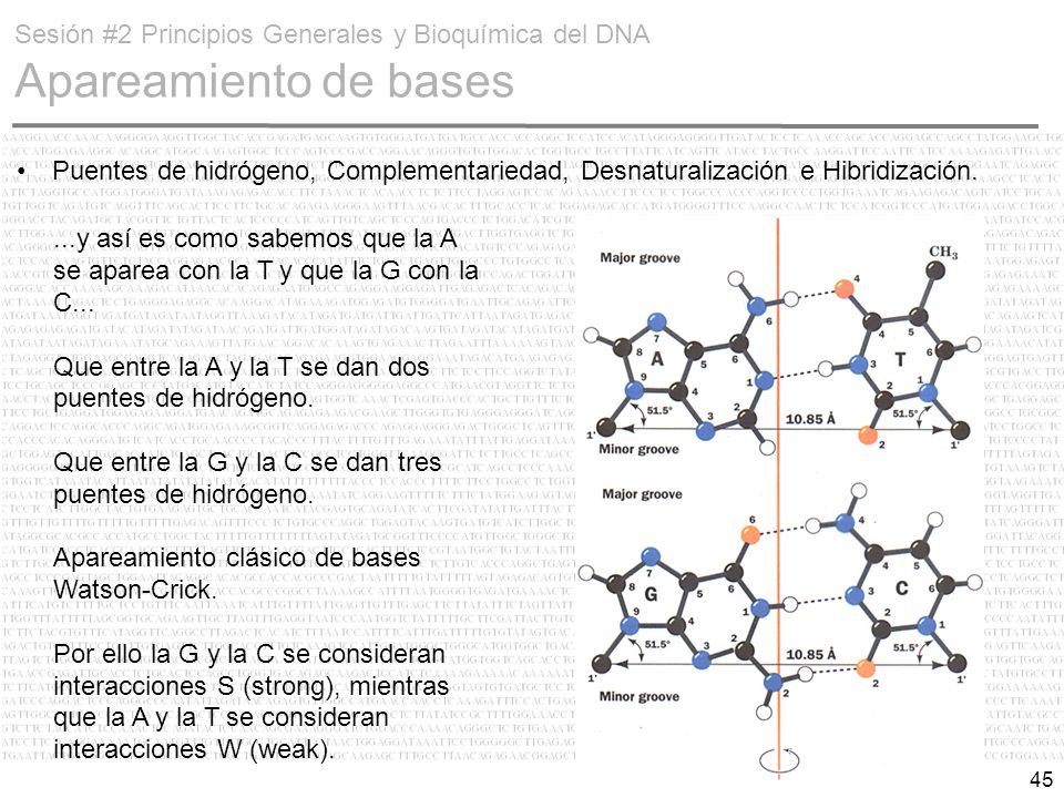 Sesión #2 Principios Generales y Bioquímica del DNA Apareamiento de bases