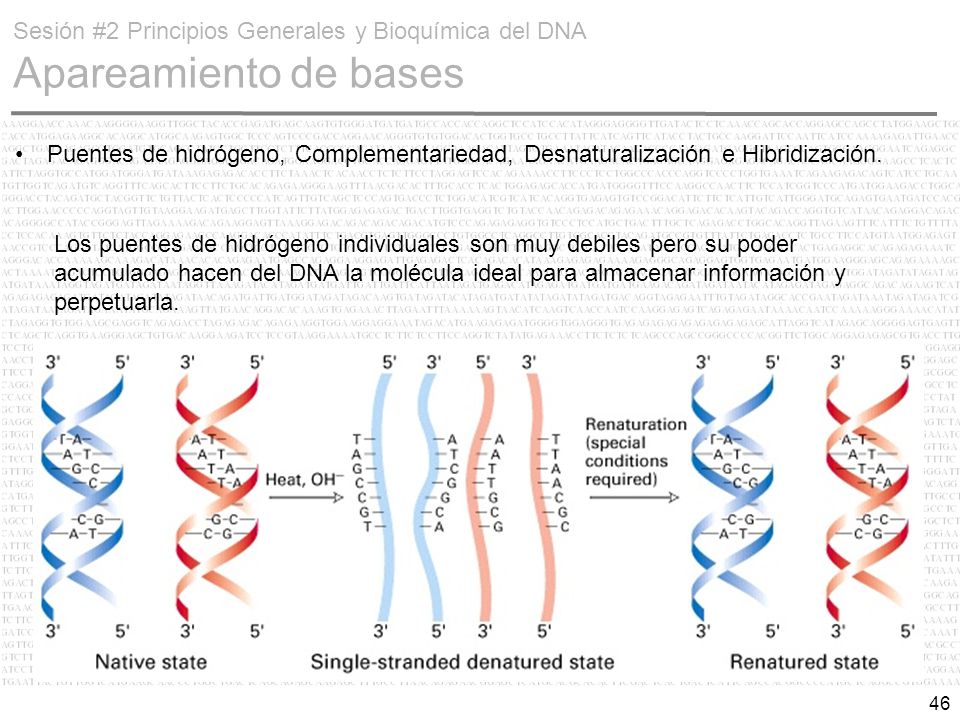 Sesión #2 Principios Generales y Bioquímica del DNA Apareamiento de bases