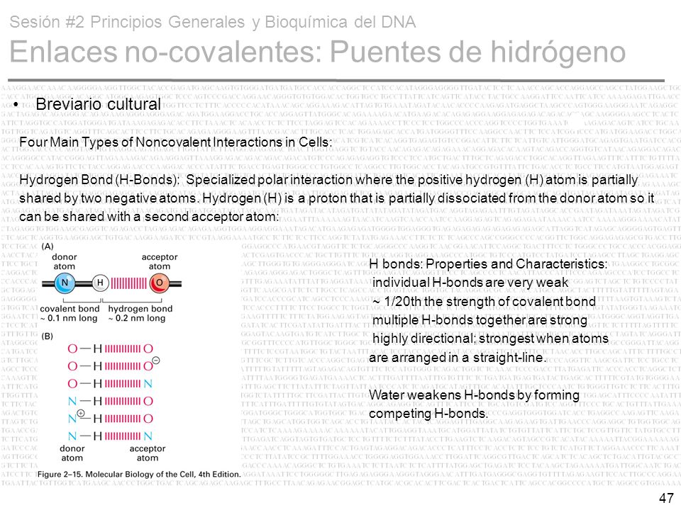 Sesión #2 Principios Generales y Bioquímica del DNA Enlaces no-covalentes: Puentes de hidrógeno