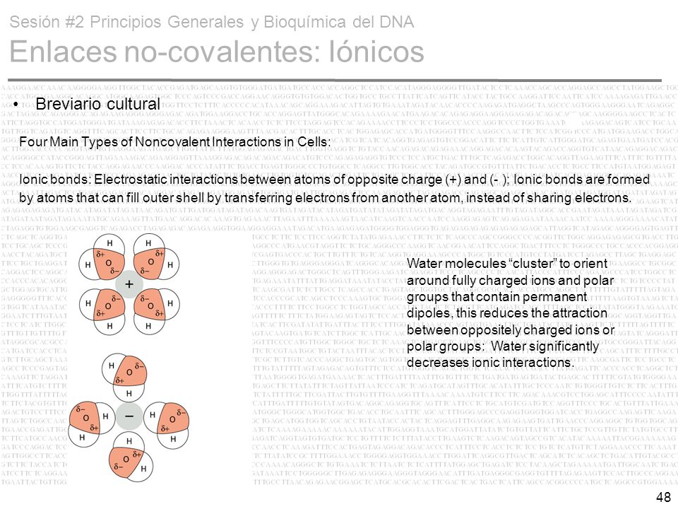Sesión #2 Principios Generales y Bioquímica del DNA Enlaces no-covalentes: Iónicos
