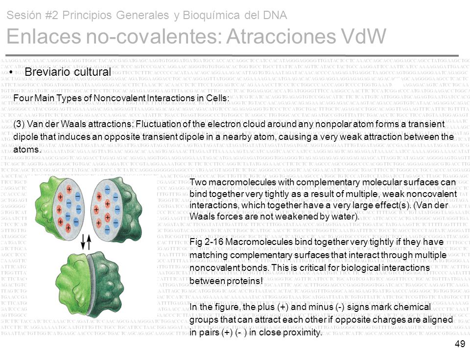 Sesión #2 Principios Generales y Bioquímica del DNA Enlaces no-covalentes: Atracciones VdW