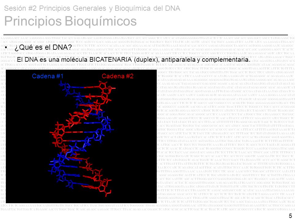 Sesión #2 Principios Generales y Bioquímica del DNA Principios Bioquímicos