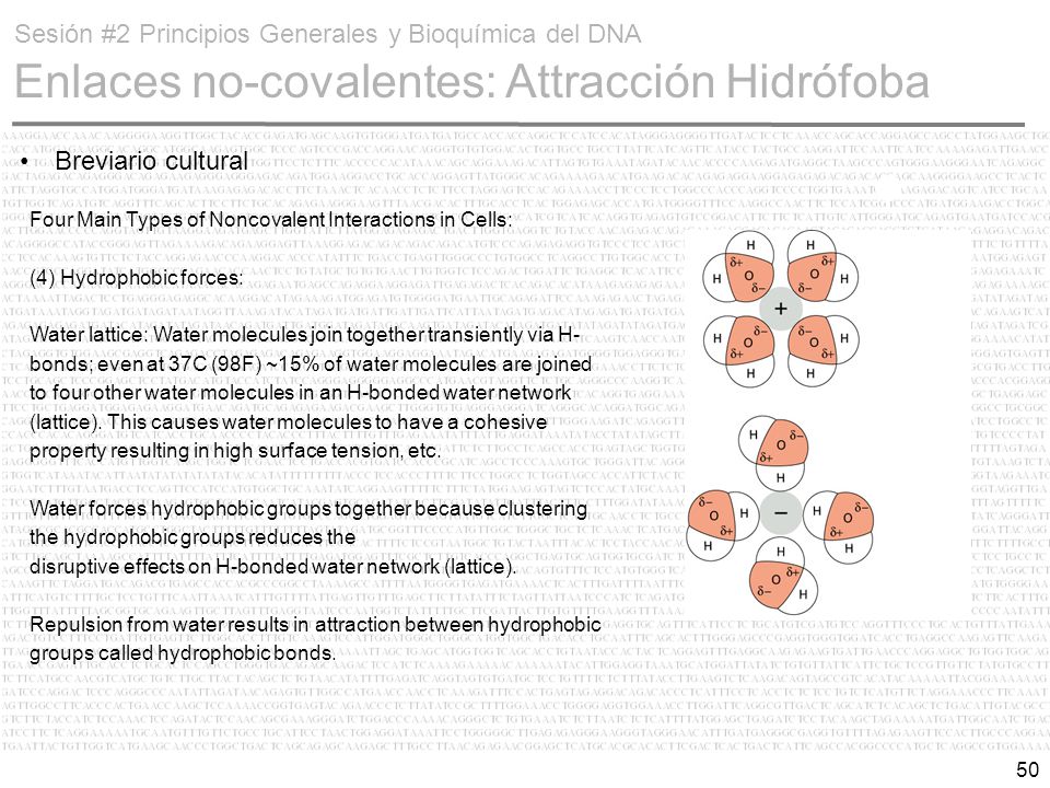 Sesión #2 Principios Generales y Bioquímica del DNA Enlaces no-covalentes: Attracción Hidrófoba