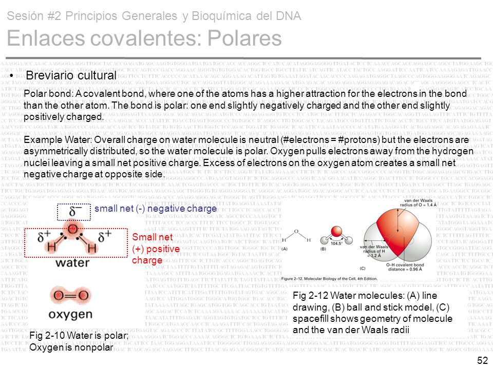 Sesión #2 Principios Generales y Bioquímica del DNA Enlaces covalentes: Polares