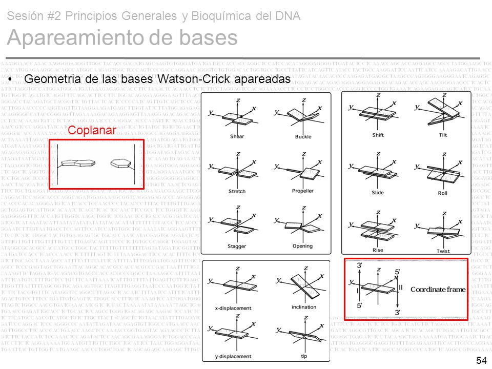 Sesión #2 Principios Generales y Bioquímica del DNA Apareamiento de bases