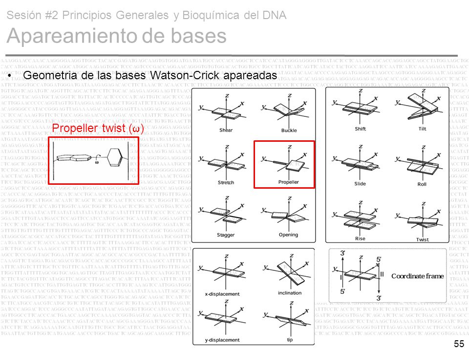 Sesión #2 Principios Generales y Bioquímica del DNA Apareamiento de bases