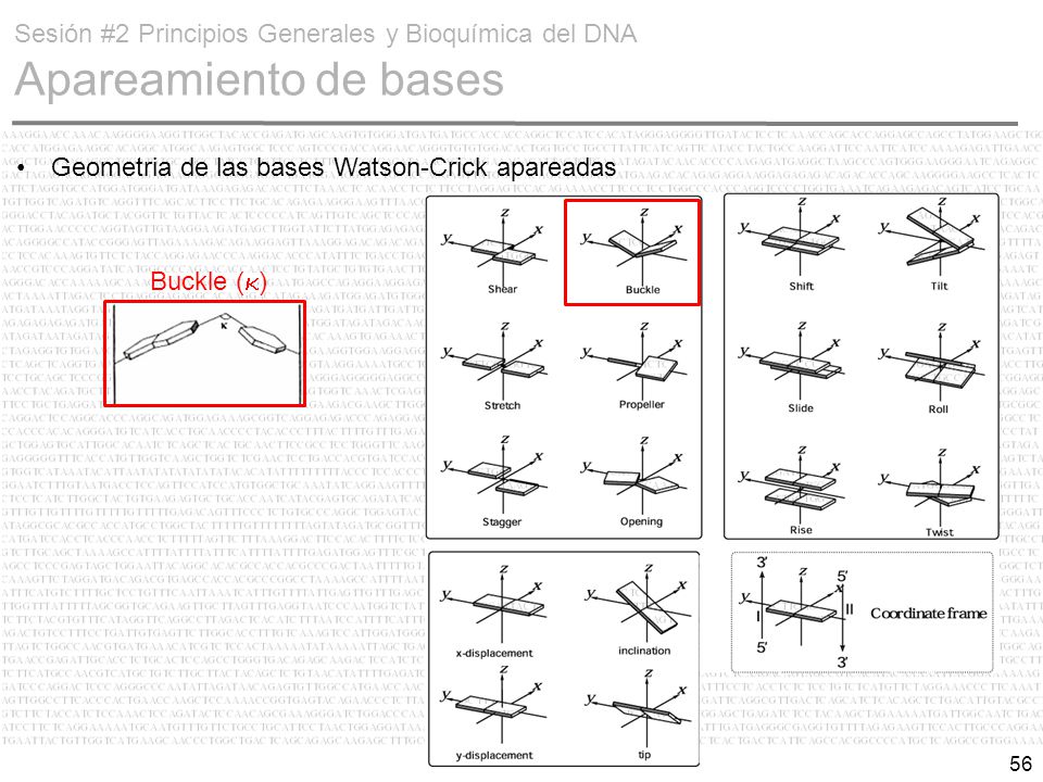Sesión #2 Principios Generales y Bioquímica del DNA Apareamiento de bases
