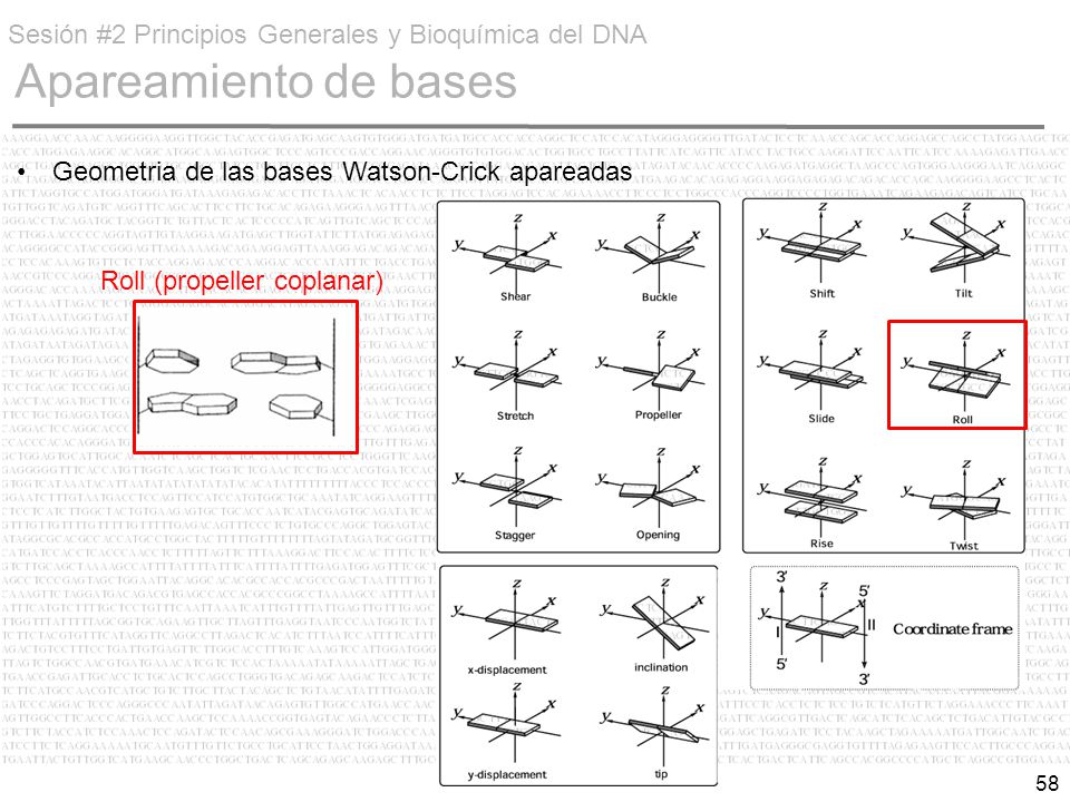 Sesión #2 Principios Generales y Bioquímica del DNA Apareamiento de bases