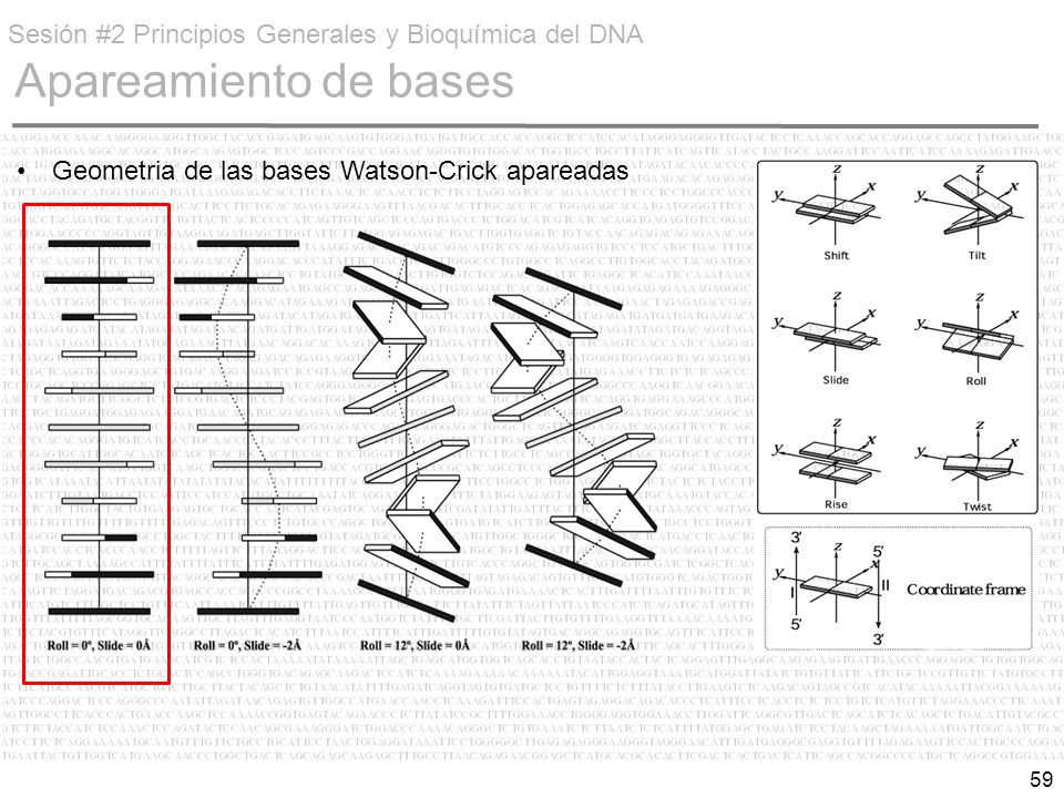 Sesión #2 Principios Generales y Bioquímica del DNA Apareamiento de bases