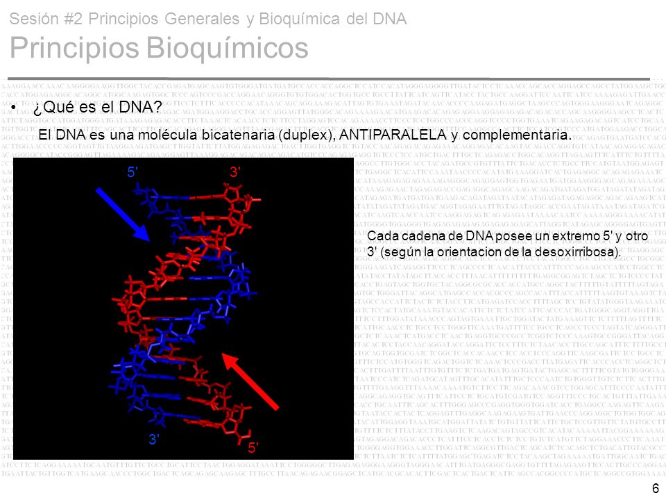 Sesión #2 Principios Generales y Bioquímica del DNA Principios Bioquímicos