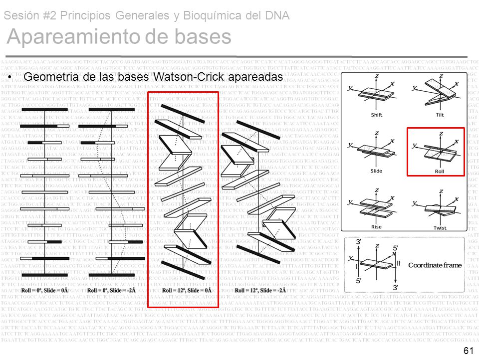 Sesión #2 Principios Generales y Bioquímica del DNA Apareamiento de bases