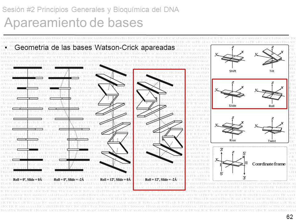 Sesión #2 Principios Generales y Bioquímica del DNA Apareamiento de bases