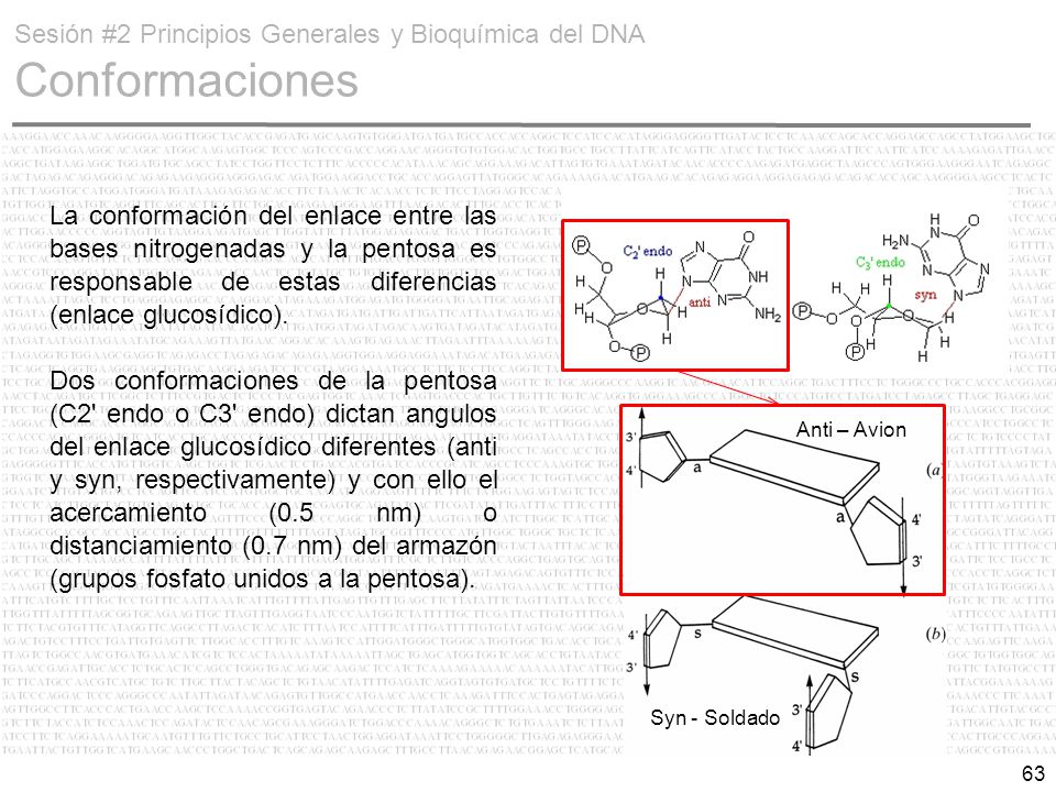 Sesión #2 Principios Generales y Bioquímica del DNA Conformaciones