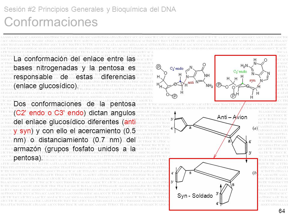 Sesión #2 Principios Generales y Bioquímica del DNA Conformaciones