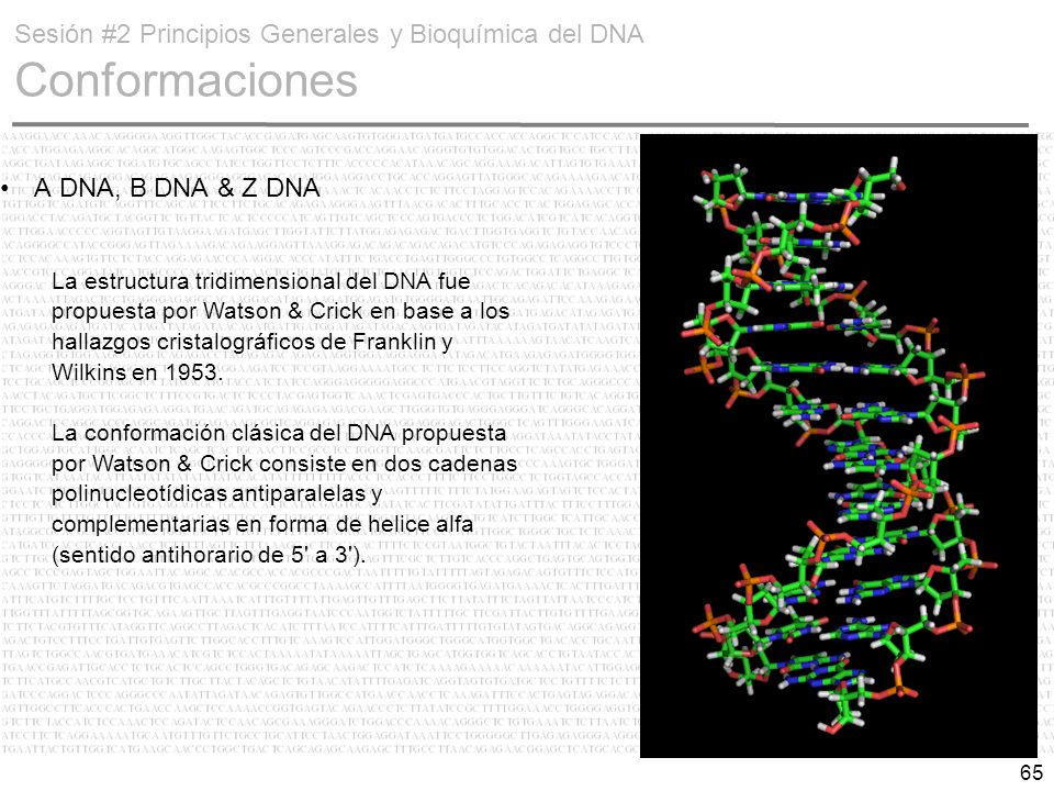 Sesión #2 Principios Generales y Bioquímica del DNA Conformaciones