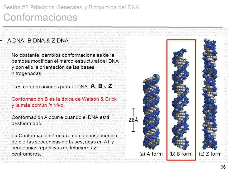 Sesión #2 Principios Generales y Bioquímica del DNA Conformaciones