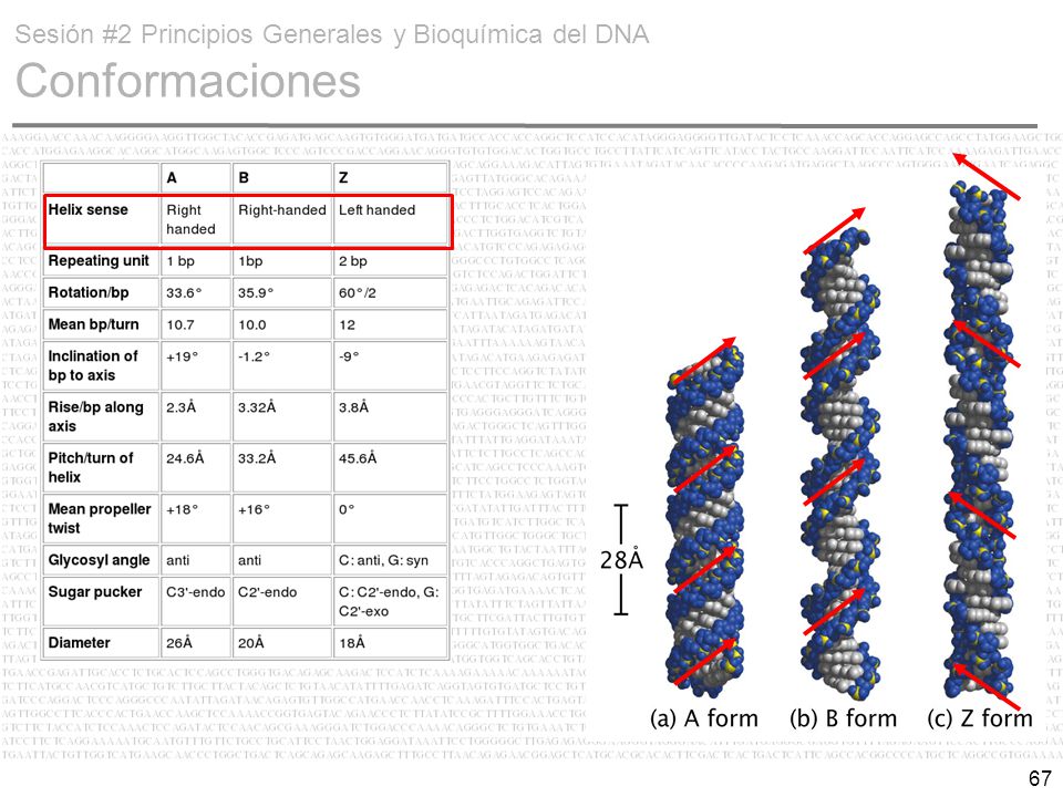 Sesión #2 Principios Generales y Bioquímica del DNA Conformaciones