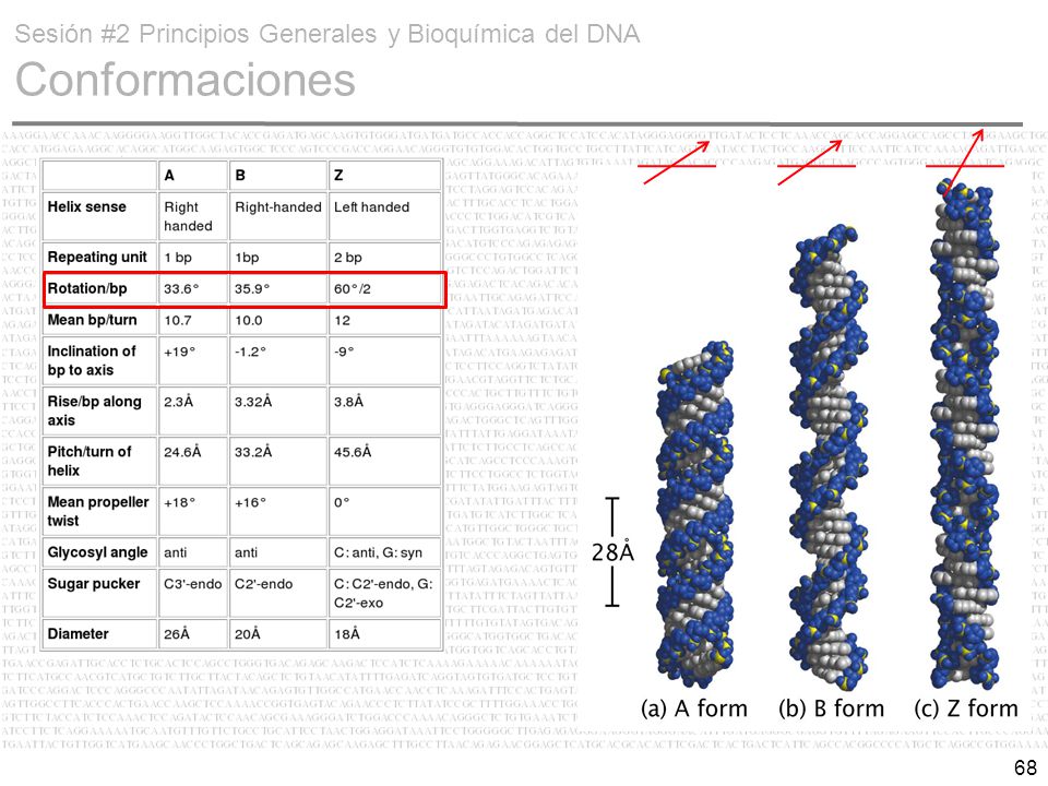 Sesión #2 Principios Generales y Bioquímica del DNA Conformaciones