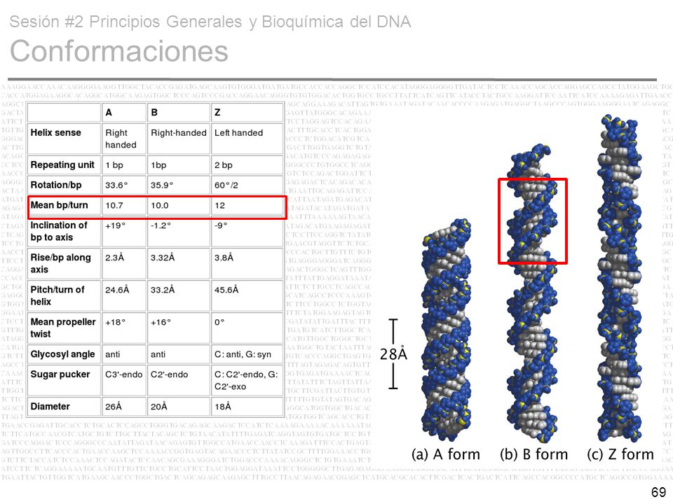 Sesión #2 Principios Generales y Bioquímica del DNA Conformaciones