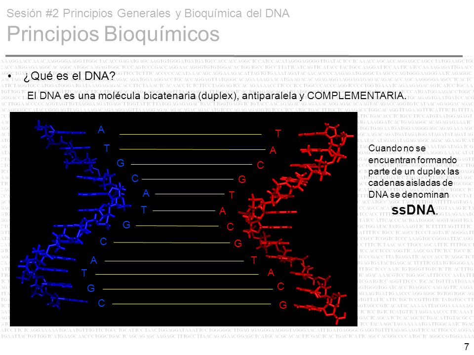 Sesión #2 Principios Generales y Bioquímica del DNA Principios Bioquímicos