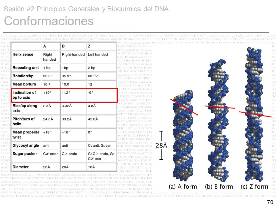 Sesión #2 Principios Generales y Bioquímica del DNA Conformaciones