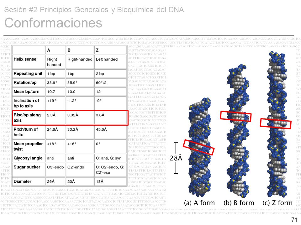 Sesión #2 Principios Generales y Bioquímica del DNA Conformaciones