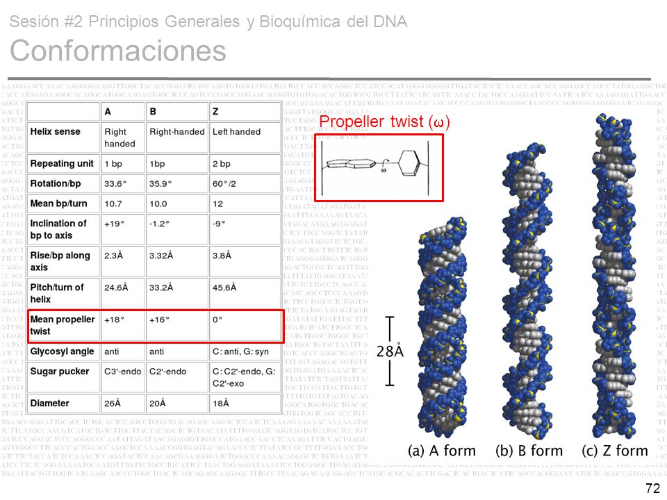 Sesión #2 Principios Generales y Bioquímica del DNA Conformaciones