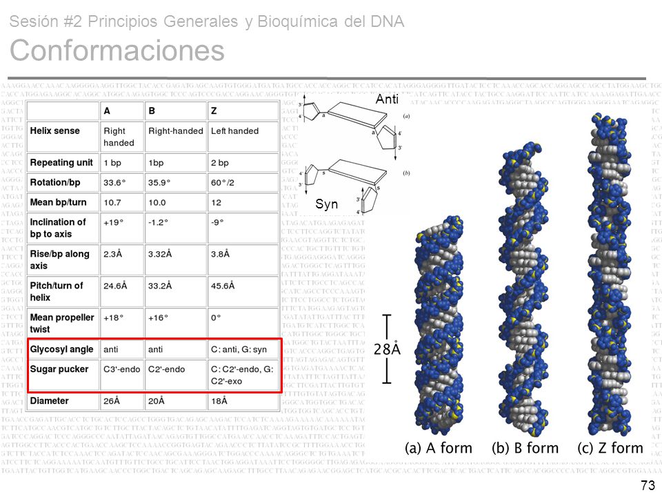 Sesión #2 Principios Generales y Bioquímica del DNA Conformaciones