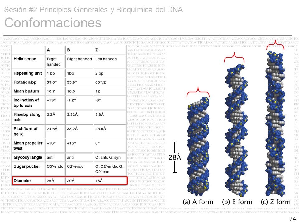 Sesión #2 Principios Generales y Bioquímica del DNA Conformaciones