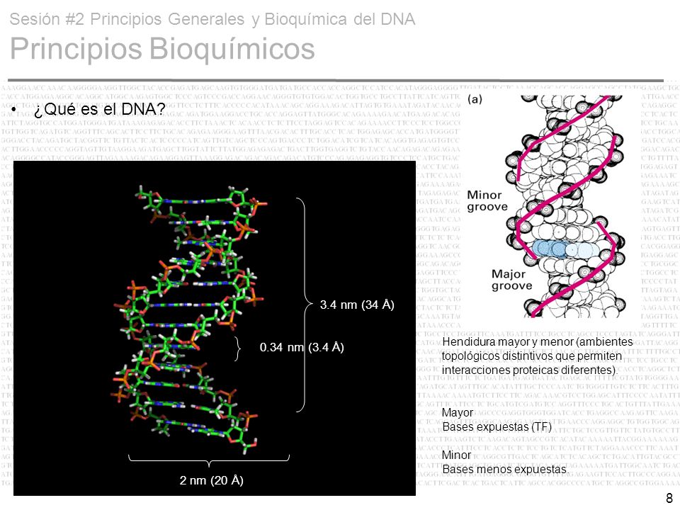 Sesión #2 Principios Generales y Bioquímica del DNA Principios Bioquímicos