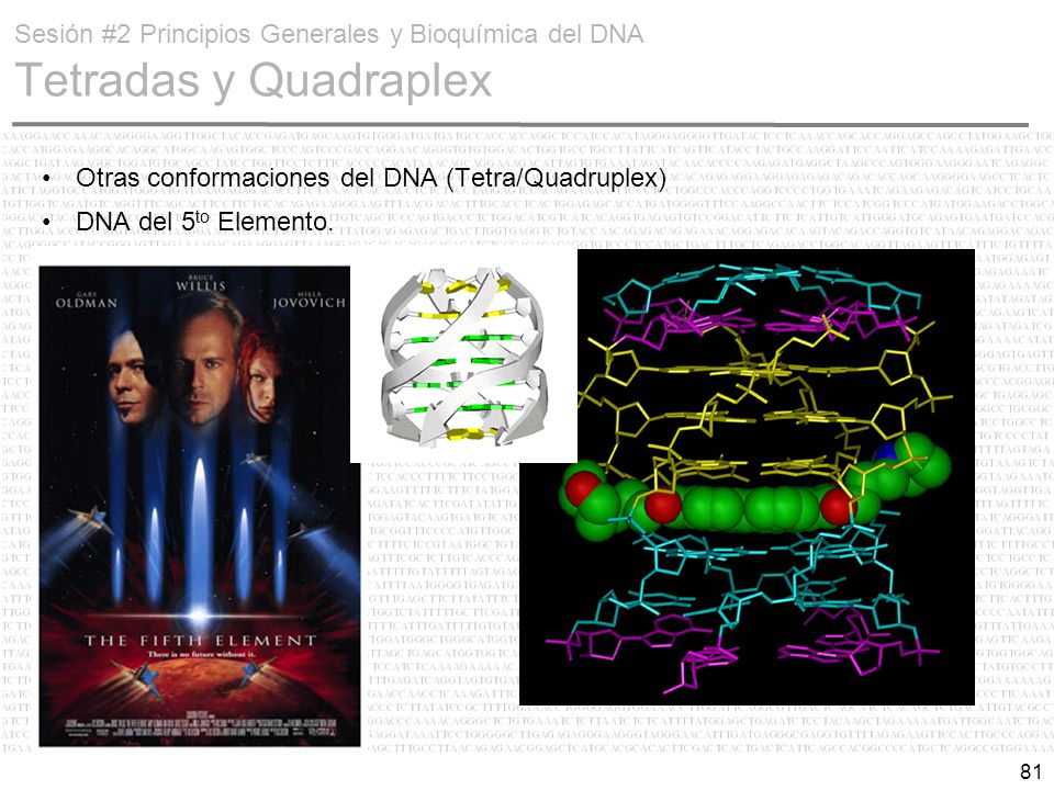 Sesión #2 Principios Generales y Bioquímica del DNA Tetradas y Quadraplex