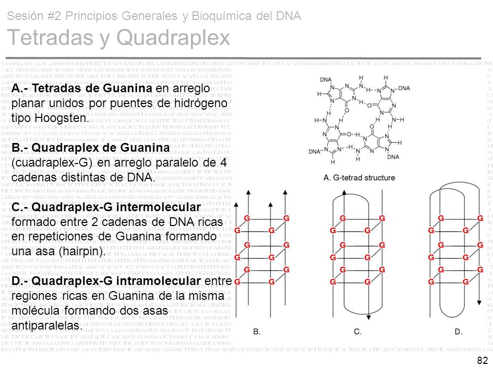 Sesión #2 Principios Generales y Bioquímica del DNA Tetradas y Quadraplex