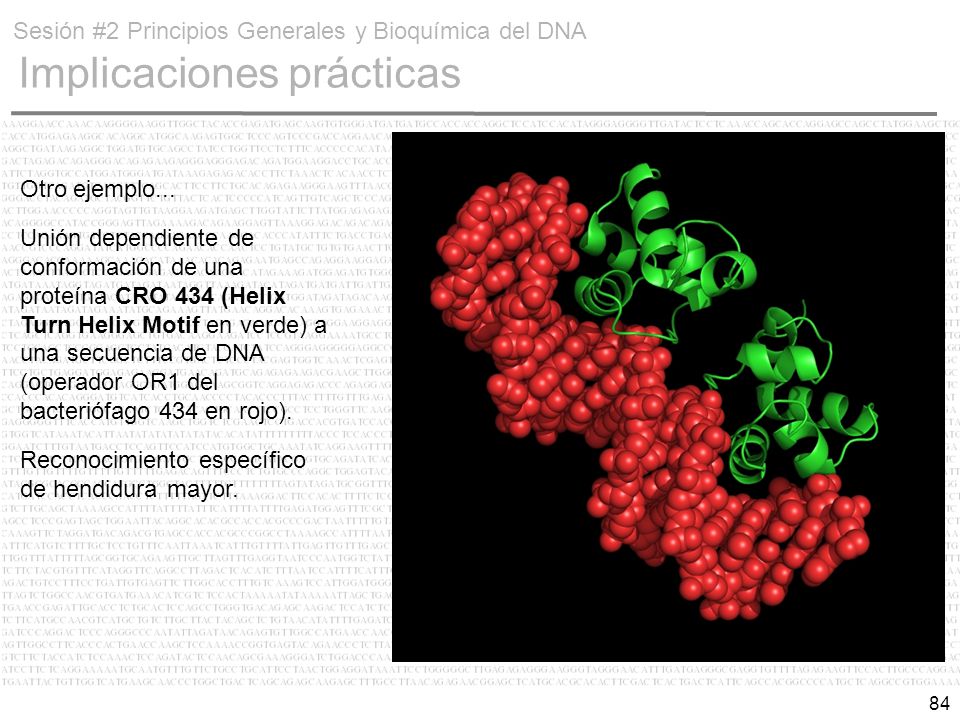 Sesión #2 Principios Generales y Bioquímica del DNA Implicaciones prácticas