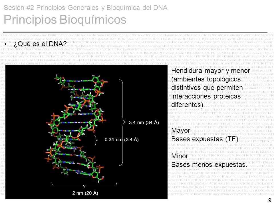 Sesión #2 Principios Generales y Bioquímica del DNA Principios Bioquímicos