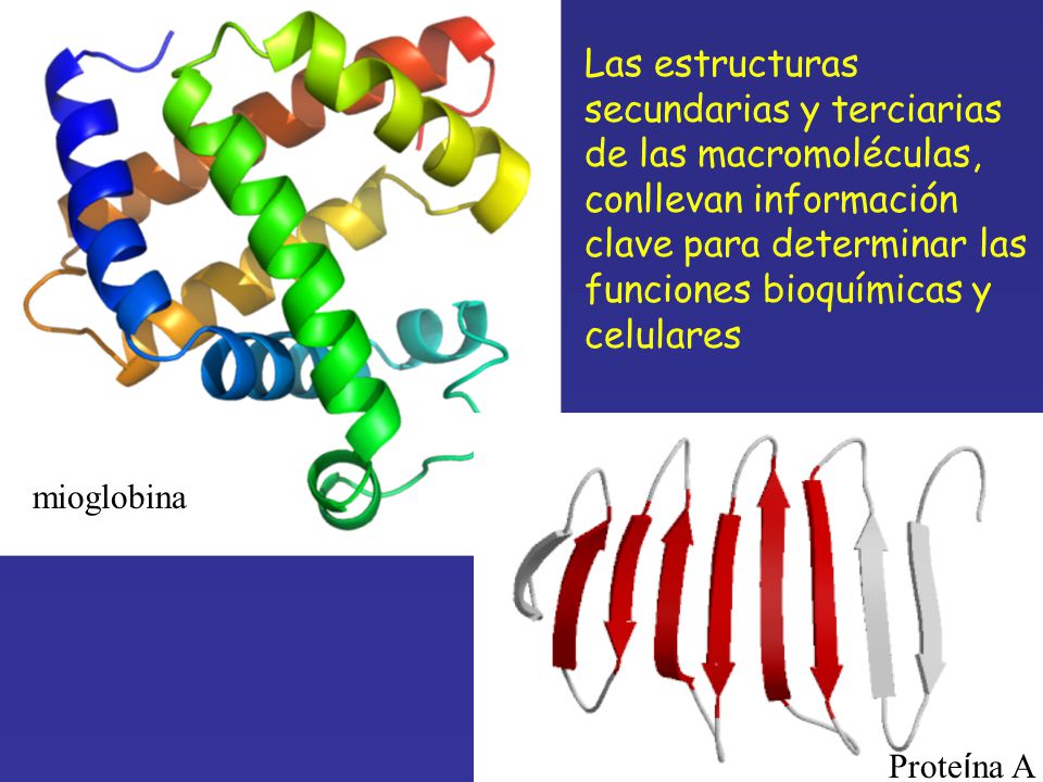 Las estructuras secundarias y terciarias de las macromoléculas, conllevan información clave para determinar las funciones bioquímicas y celulares