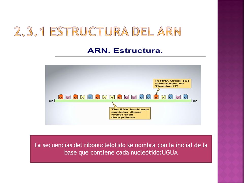 2.3.1 ESTRUCTURA DEL ARN La secuencias del ribonuclelotido se nombra con la inicial de la base que contiene cada nucleótido:UGUA.