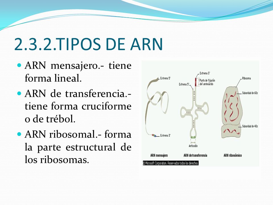2.3.2.TIPOS DE ARN ARN mensajero.- tiene forma lineal.