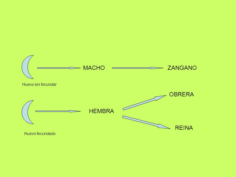 MACHO ZANGANO Huevo sin fecundar OBRERA HEMBRA REINA Huevo fecundado