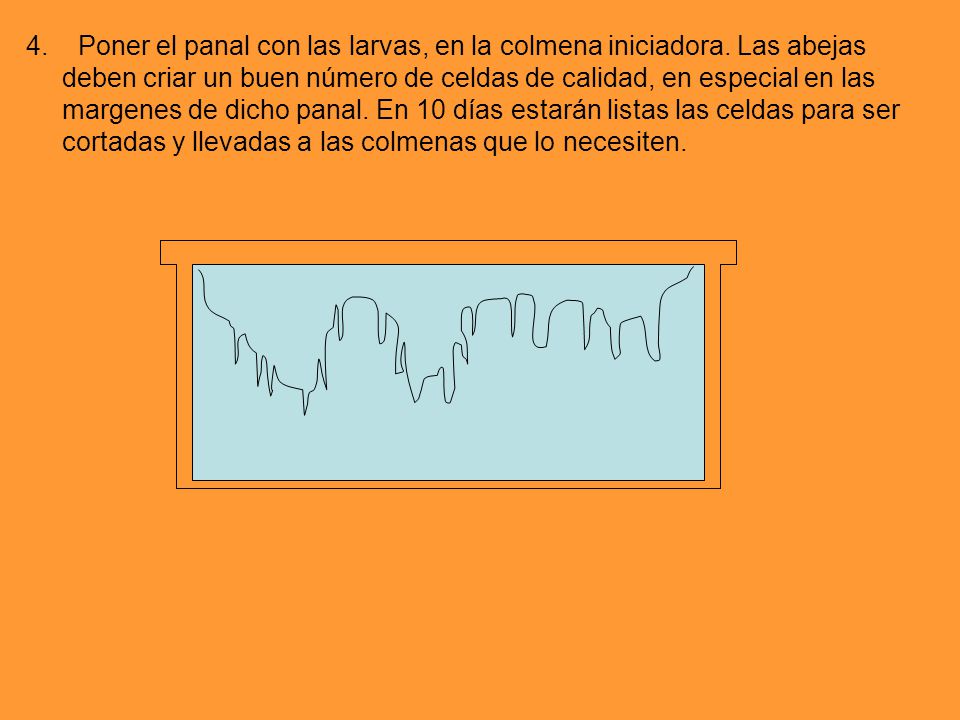 4. Poner el panal con las larvas, en la colmena iniciadora
