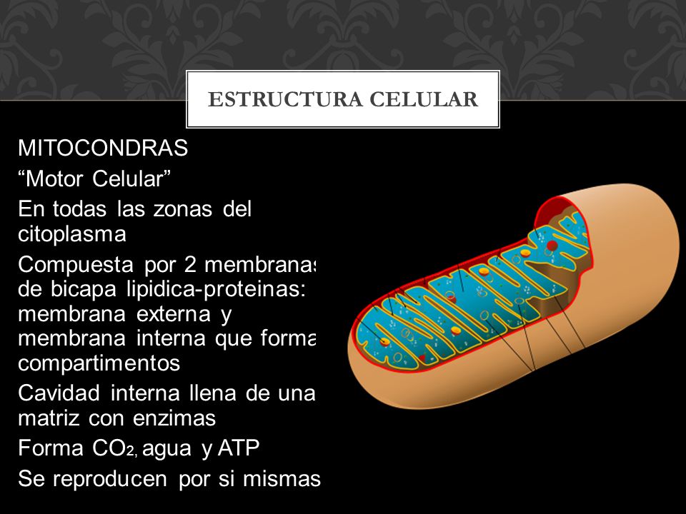 ESTRUCTURA CELULAR