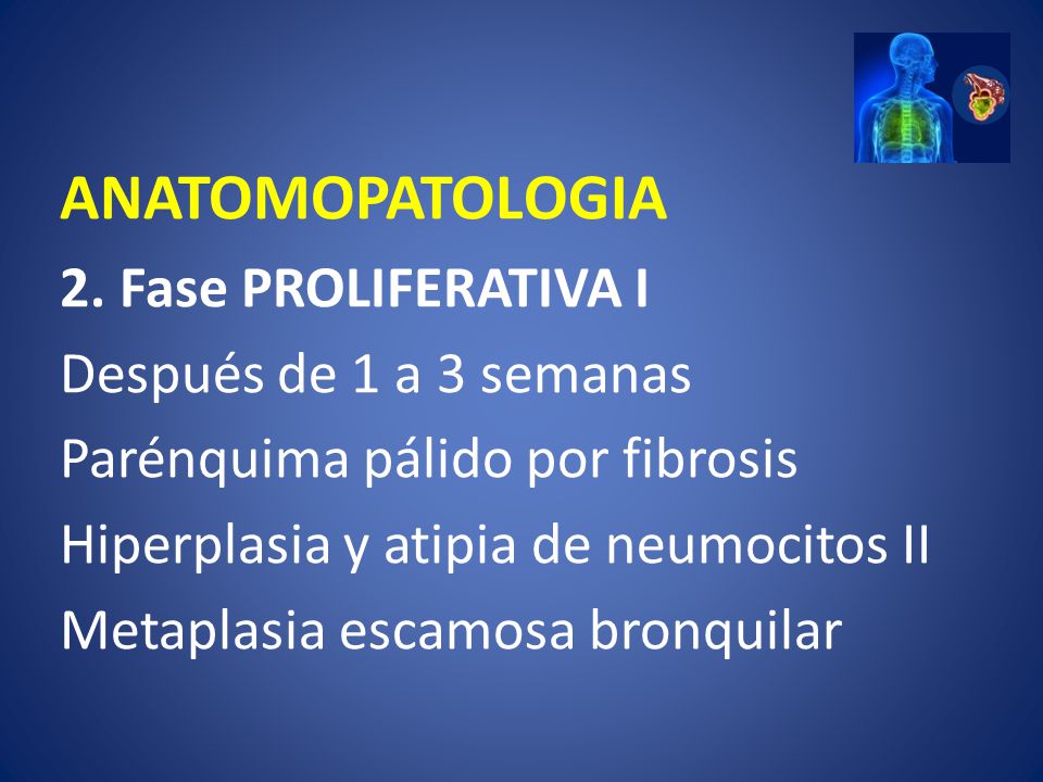 ANATOMOPATOLOGIA 2. Fase PROLIFERATIVA I Después de 1 a 3 semanas