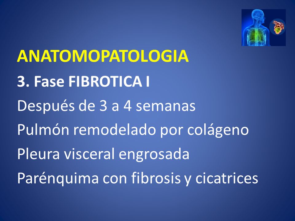 ANATOMOPATOLOGIA 3. Fase FIBROTICA I Después de 3 a 4 semanas