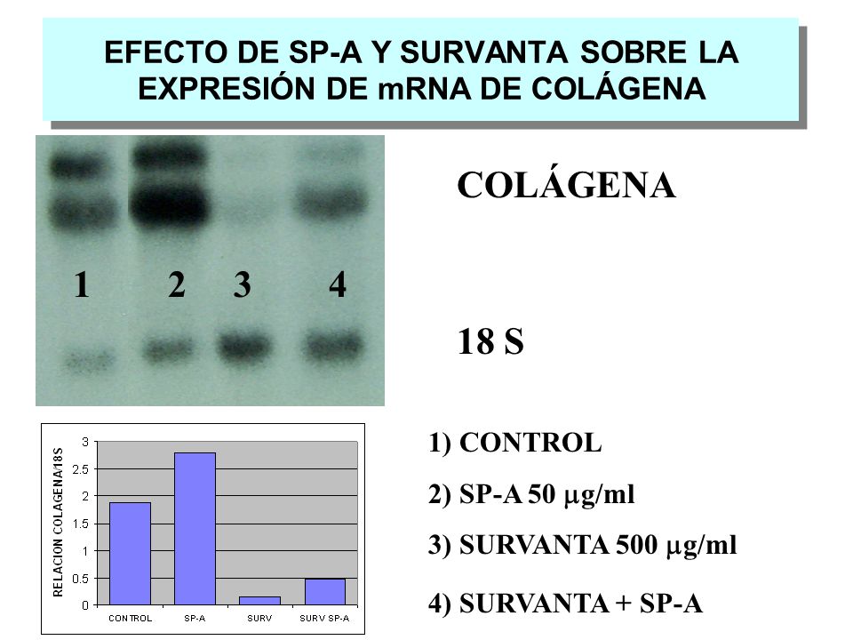 EFECTO DE SP-A Y SURVANTA SOBRE LA EXPRESIÓN DE mRNA DE COLÁGENA