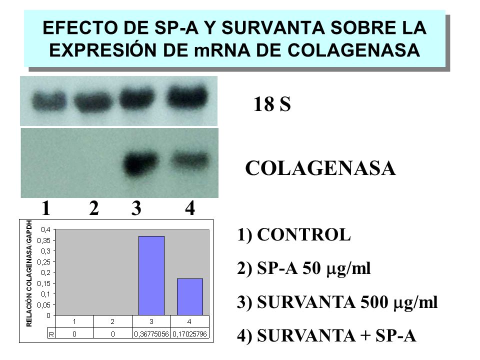 EFECTO DE SP-A Y SURVANTA SOBRE LA EXPRESIÓN DE mRNA DE COLAGENASA