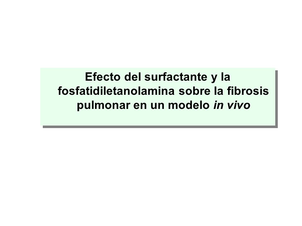Efecto del surfactante y la fosfatidiletanolamina sobre la fibrosis pulmonar en un modelo in vivo