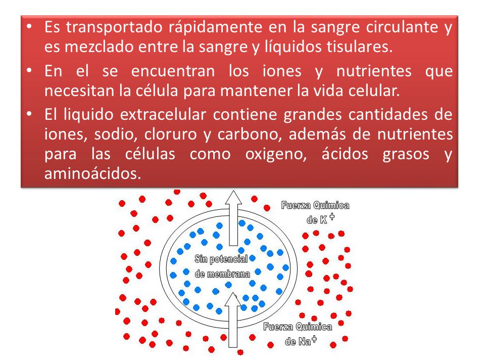 Es transportado rápidamente en la sangre circulante y es mezclado entre la sangre y líquidos tisulares.