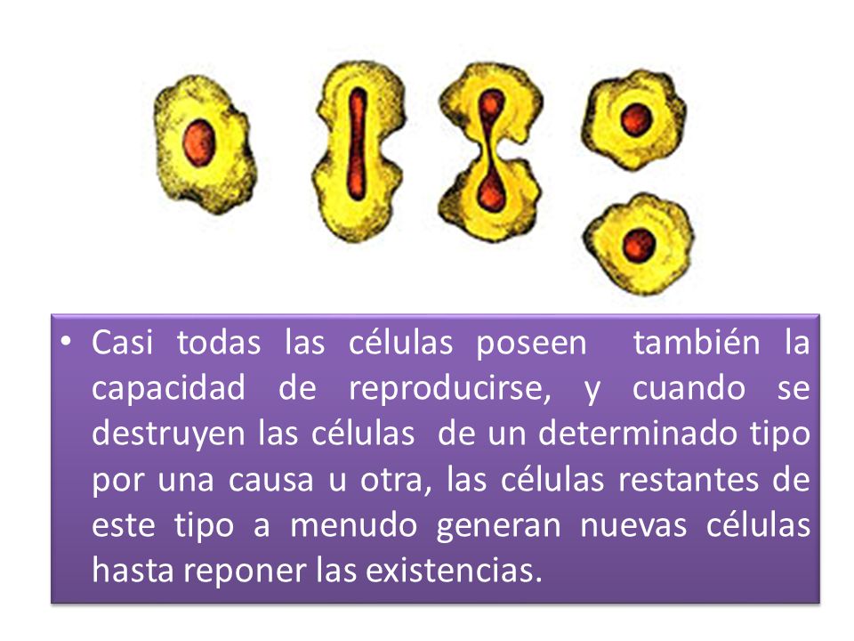 Casi todas las células poseen también la capacidad de reproducirse, y cuando se destruyen las células de un determinado tipo por una causa u otra, las células restantes de este tipo a menudo generan nuevas células hasta reponer las existencias.
